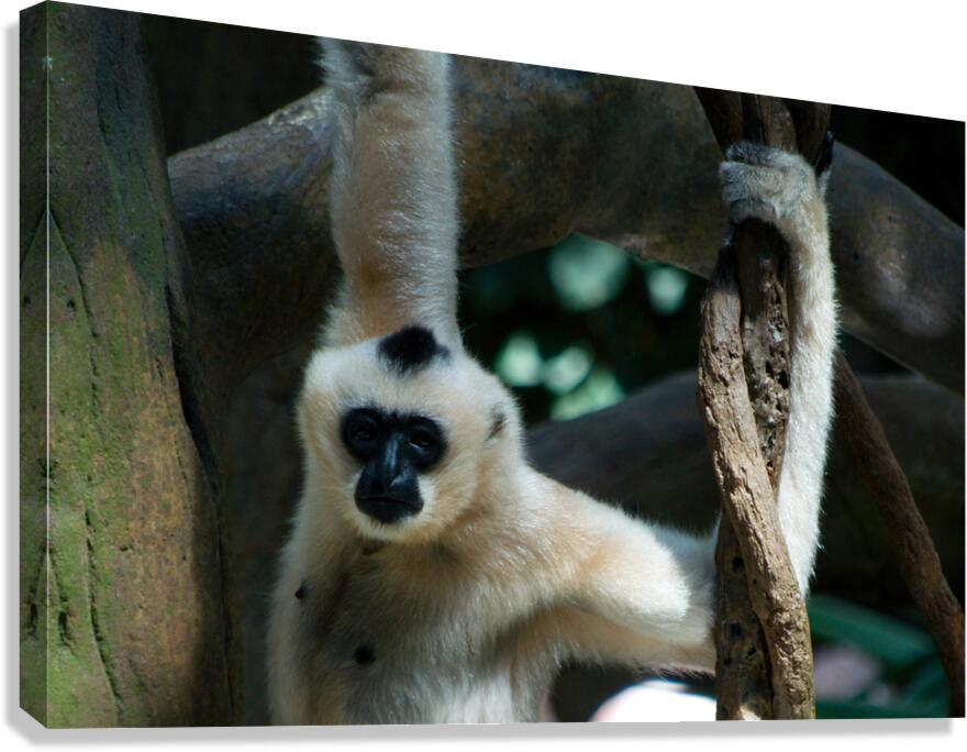 JB0 4813 Canvas Print