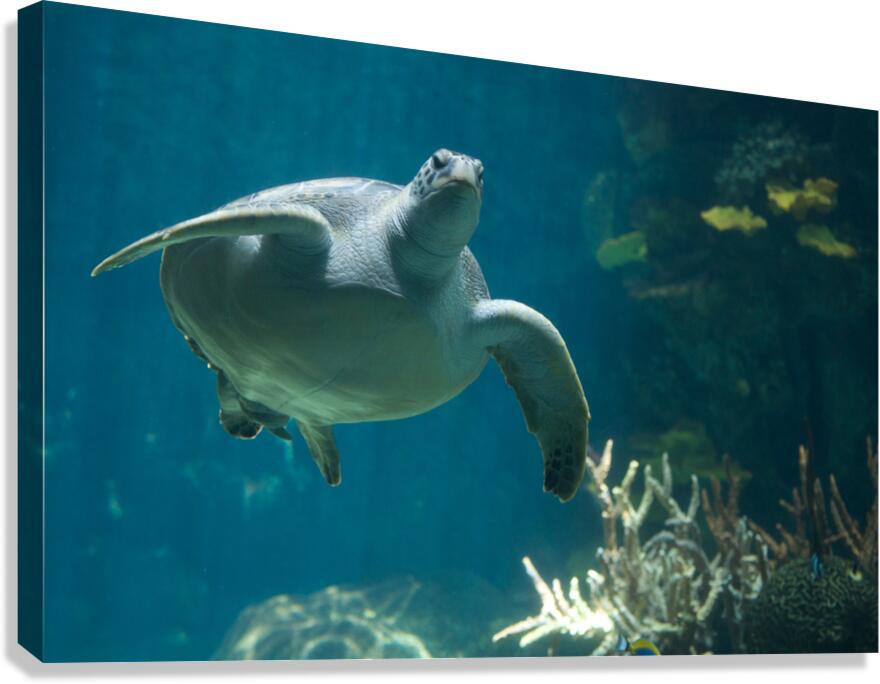 JB0 4847 Canvas Print