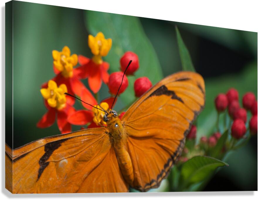 JB0 4874 Canvas Print