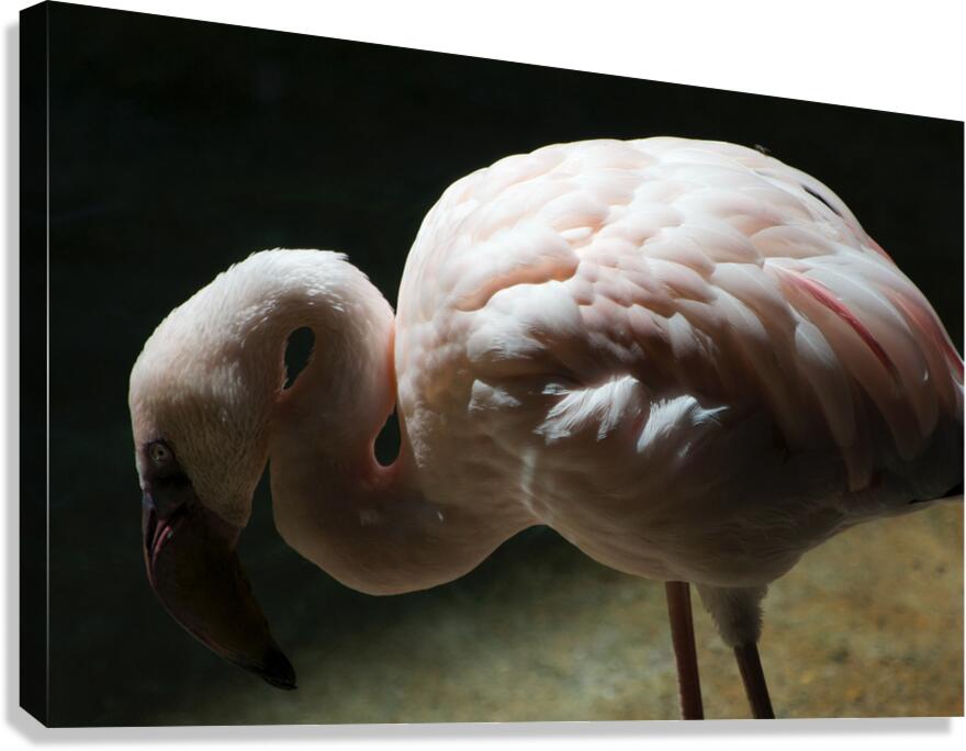 JB0 4842 Canvas Print