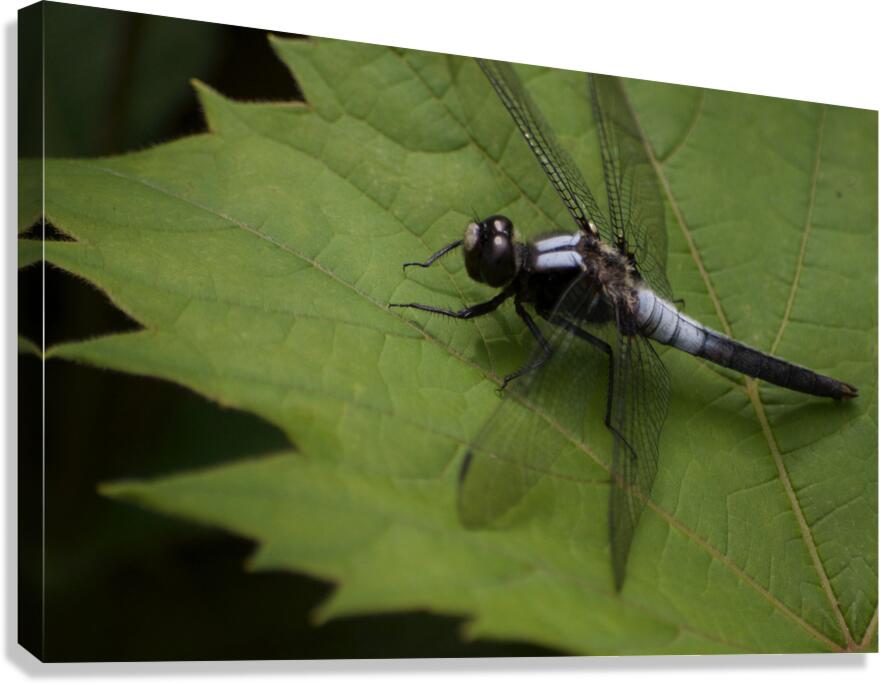 JB0 5092 Canvas Print