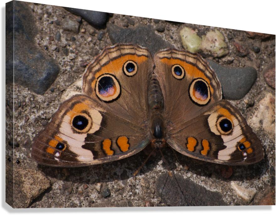 JB0 4867 Canvas Print