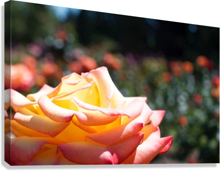 JB0 4026 Canvas Print