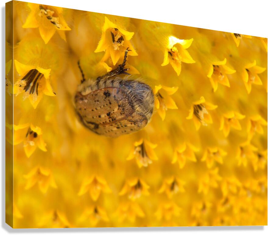 DSCN2327 Canvas Print