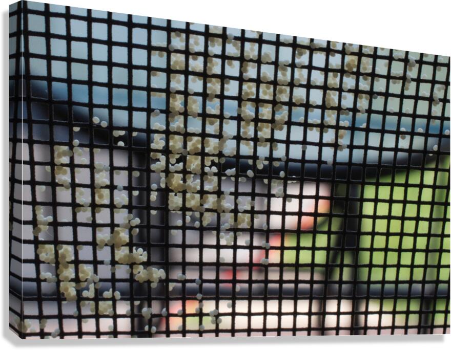 Moth Eggs on Screen Canvas Print