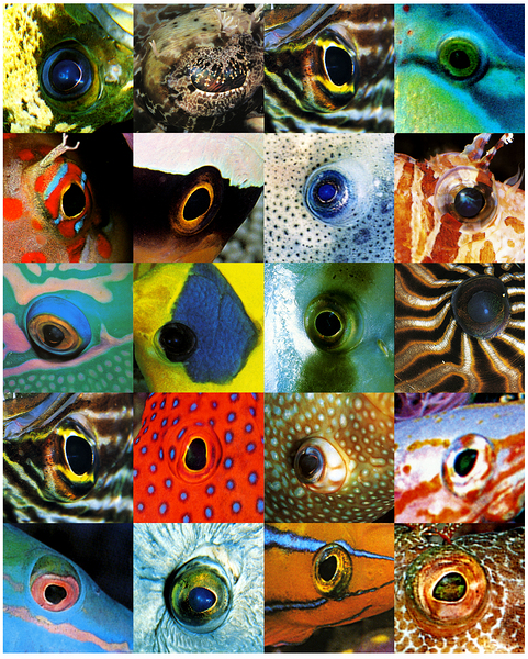 poster poisson Print