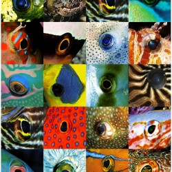 poster poisson