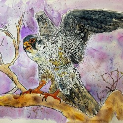 Peregrine Falcon