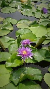 Purple Water Lilies