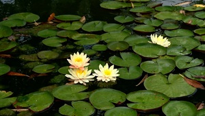 Yellow Water Lilies