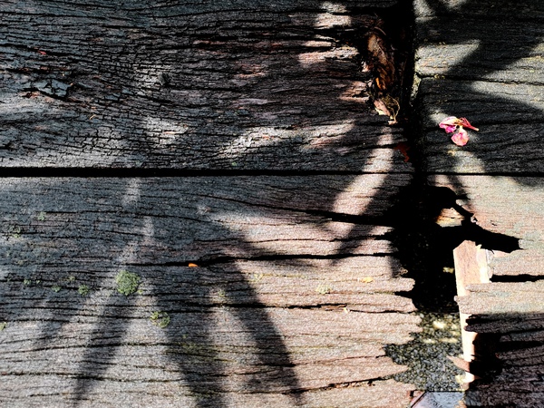 Old Wood and Shadow Print