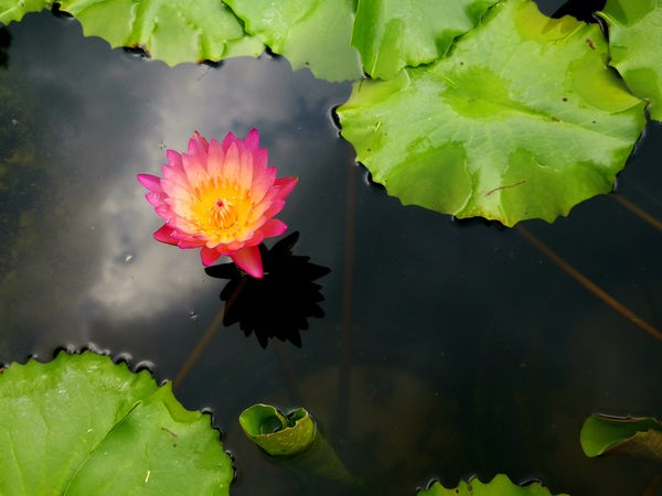 Water Lily Print
