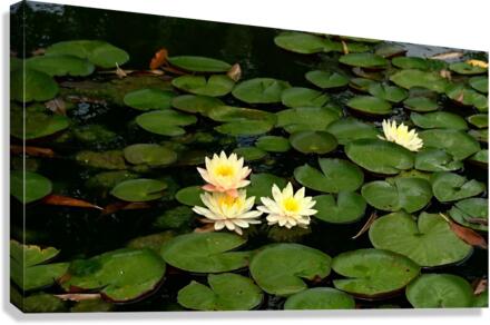 Yellow Water Lilies Canvas Print