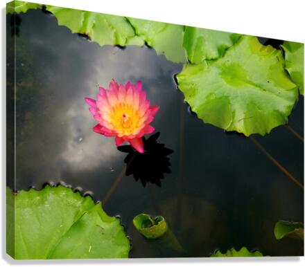 Water Lily Canvas Print