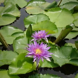 Purple Water Lilies