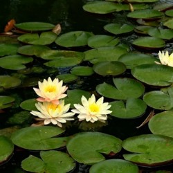 Yellow Water Lilies
