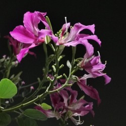 Pink Flowers at Night