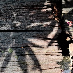 Old Wood and Shadow