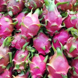 Dragon Fruits