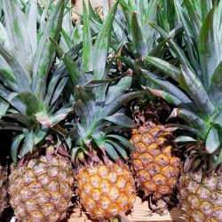 Pineapples