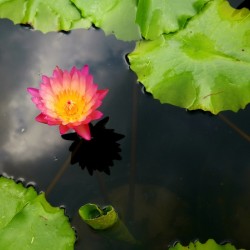 Water Lily