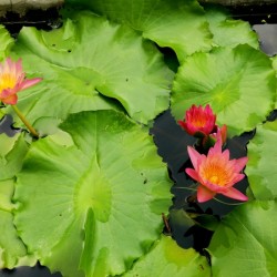 Water Lilies