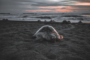 Turtle On The Beach