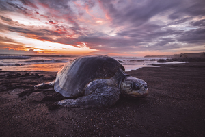 Single Turtle Sunset Costa Rica