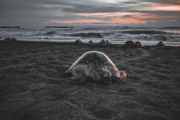 Turtle On The Beach Print