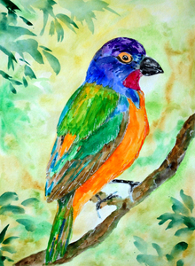 Colorful Painted Bunting Bird