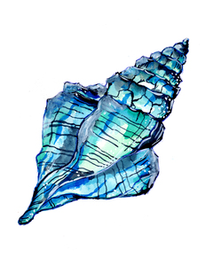 Blue Conch Sea Shell