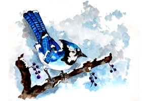 Blue Jay Winter