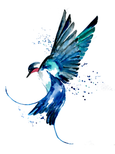 Blue Swallow