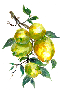 Lemon Fruits on a Tree Branch