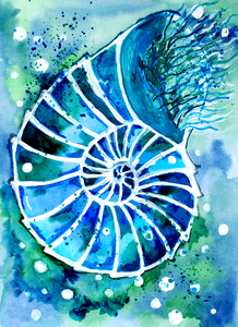 Turquoise Nautilus
