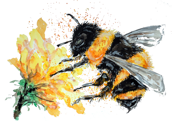 Bumble Bee collecting Pollen by Sebastian Grafmann