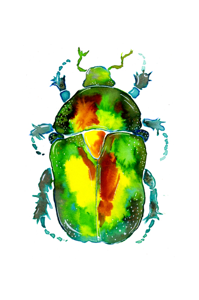 Golden Rose Chafer by Sebastian Grafmann