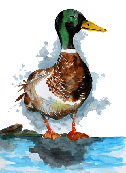 Male Mallard Duck by Sebastian Grafmann
