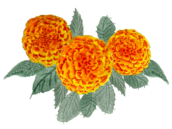 Orange Hydrangeas Print