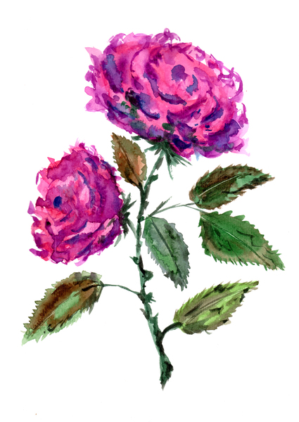 Purple Roses Print