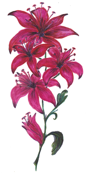 Red Lillies Print
