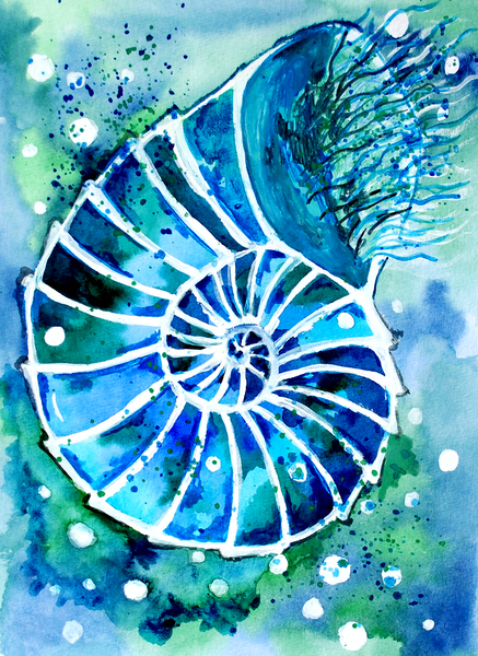 Turquoise Nautilus Print