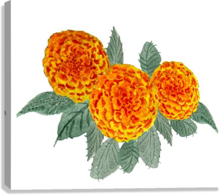 Orange Hydrangeas Canvas Print