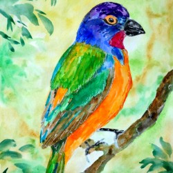 Colorful Painted Bunting Bird
