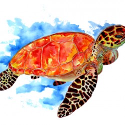 Red Sea Turtle
