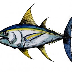 Big Tuna Fish
