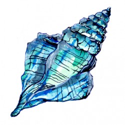 Blue Conch Sea Shell