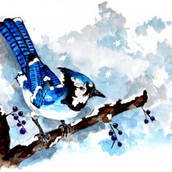 Blue Jay Winter