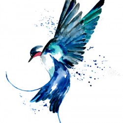 Blue Swallow