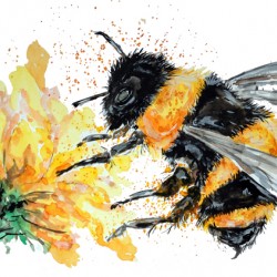 Bumble Bee collecting Pollen